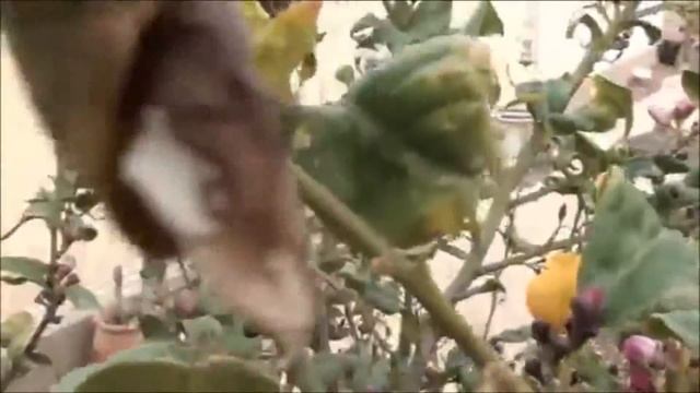 CITRUS TREES starting to leaf out - remembering the garden circa 2012 смотреть онлайн