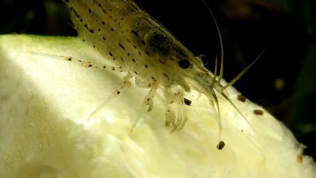 Caridina multidentata eats zucchini смотреть онлайн