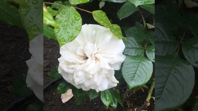 Роза Anne De Kiev (Анна Киевская). Orard, Франция.