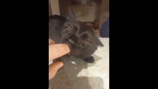 КИСКА СОСЁТ ПРИЧМОКИВАЯ 8K 60FPS 🐱🐱🐱 смотреть онлайн