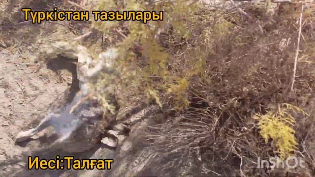 Түркістан тазылары Қара жерде қоян алуы. смотреть онлайн