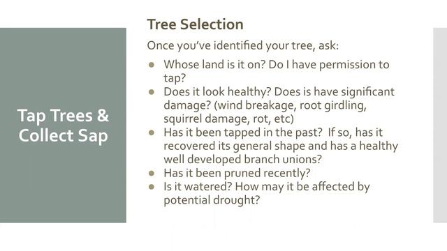 Maple Syrup Basics смотреть онлайн