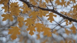 Как выглядит дуб осенью описание, фото - Деревья