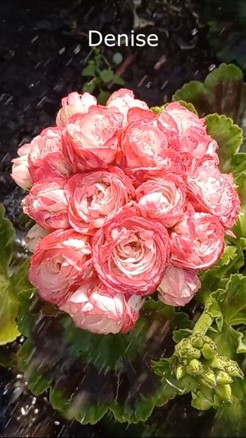 Герань Denise #shorts смотреть онлайн