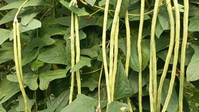 बरबटी कि सबसे जबरदस्त किस्म | Best Variety Of Yard Long Beans, Long Beans Farming in India смотреть онлайн