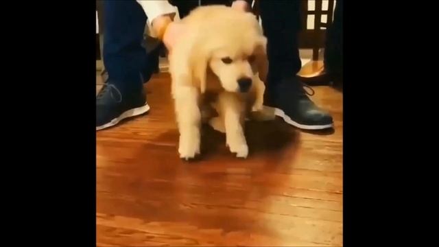 Смешные и милые собаки, нарезка видео смотреть онлайн