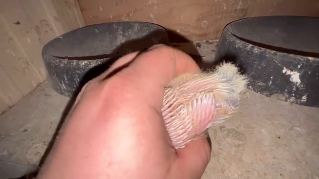 3 ЧАСТЬ:Покрыл крышу,дело движется к завершению. смотреть онлайн