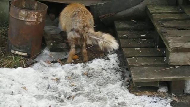 лисенок.AVI смотреть онлайн