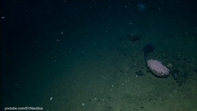 Hewan terseram dari laut dalam - yang mana pilihanmu? смотреть онлайн