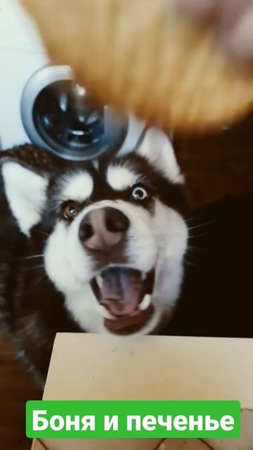 Боня и печенье 😃 #хаски #shorts #собака смотреть онлайн