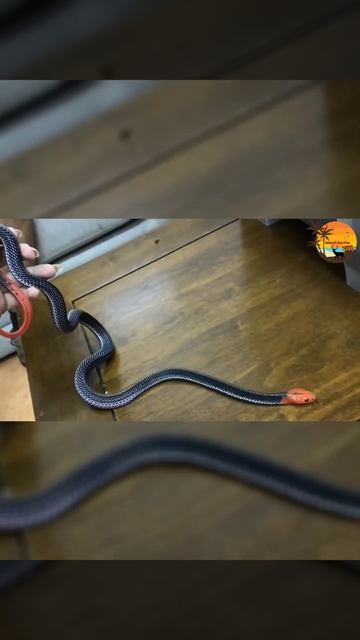 Red Headed Krait #short #shorts #yutubeshorts #redsneak #krait#redsnake смотреть онлайн