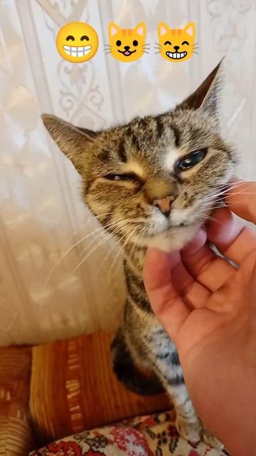 Кошечки: Буся и Варя 😼😼ВечагоР2023. смотреть онлайн