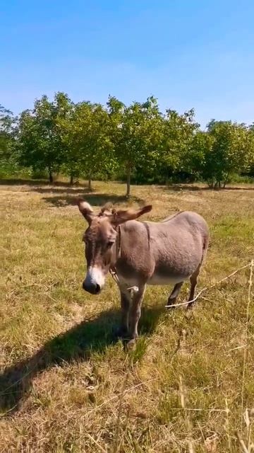 #анапа #животные #приколы смотреть онлайн