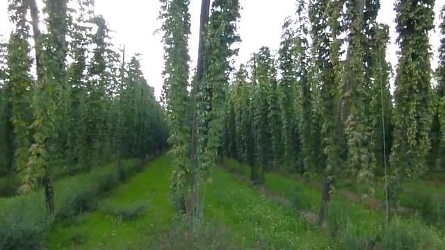 Plantacion antes de la recogida смотреть онлайн