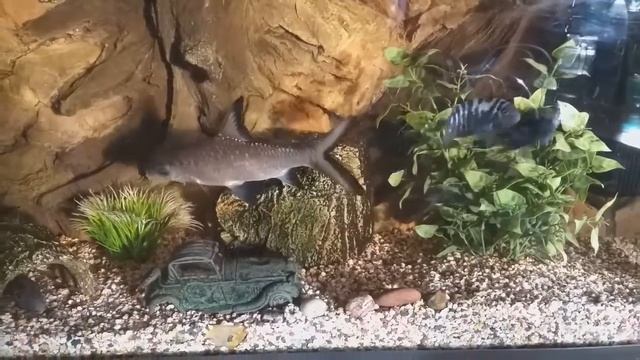 Akvariumas😀👍🐟🦈🐠Аквариум смотреть онлайн