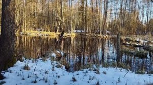 С подсадной на селезня