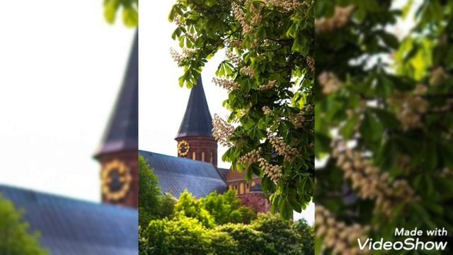Цветущий май 2024 в Калининграде смотреть онлайн