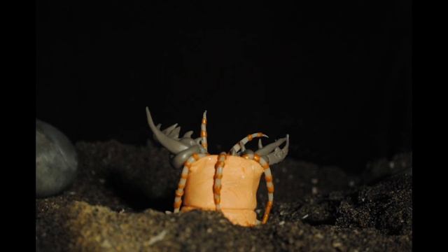 Exploring the Bobbit Worm (Eunice Aphroditois) смотреть онлайн
