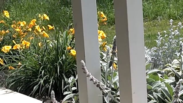 A Humming Bird Visits смотреть онлайн