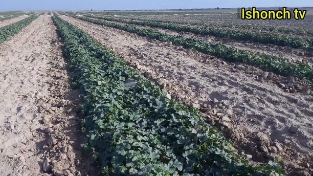 TARVUZ QOVUN HOSILLARI 2023 смотреть онлайн