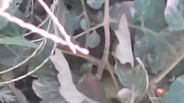Ядовитые пауки!!! смотреть онлайн