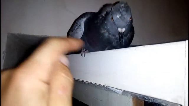 Голубь смотреть онлайн