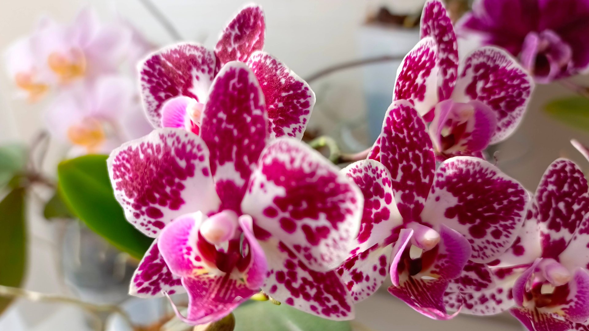 Купили орхидею, что дальше_ Орхидея, уход в домашних условиях после покупки смотреть онлайн