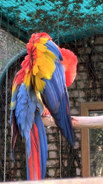 Где в Батуми увидеть лемуров? смотреть онлайн