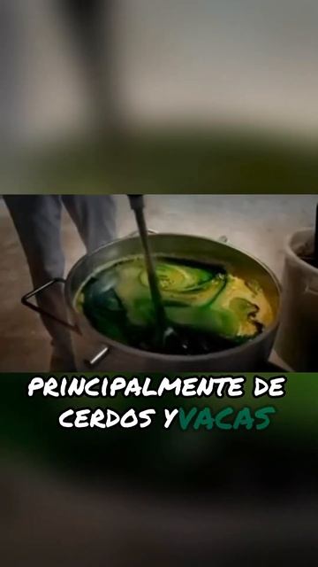 ¿Te comerías un queso con larvas ? 🤢 #datoscuriosos #videoscuriosos #videosrandom смотреть онлайн
