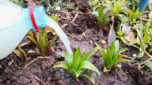 Первая и важная подкормка лилий весной