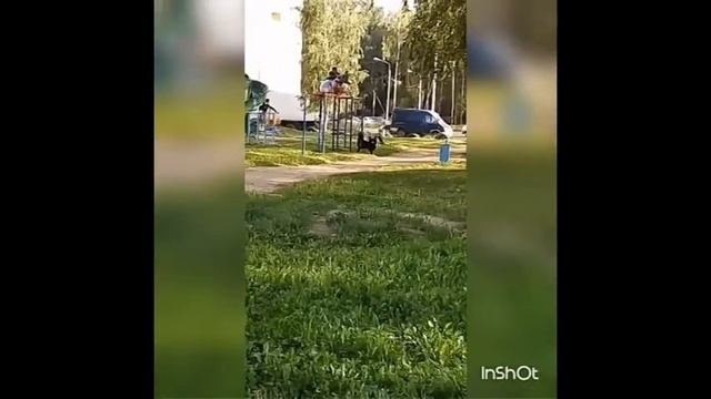собака стрельба смотреть онлайн
