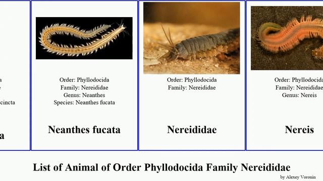 List of Animal of Order Phyllodocida Family Nereididae perinereis namanereis namalycastis martini смотреть онлайн
