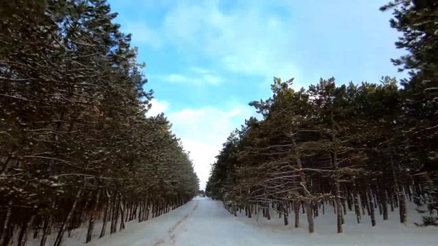Полет в зимнем крымском лесу смотреть онлайн
