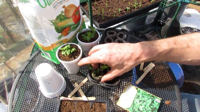 How to Seed Start & Cup Transplant Mint, Peppermint & Spearmint: Any Mint! - The Rusted Garden 2014 смотреть онлайн