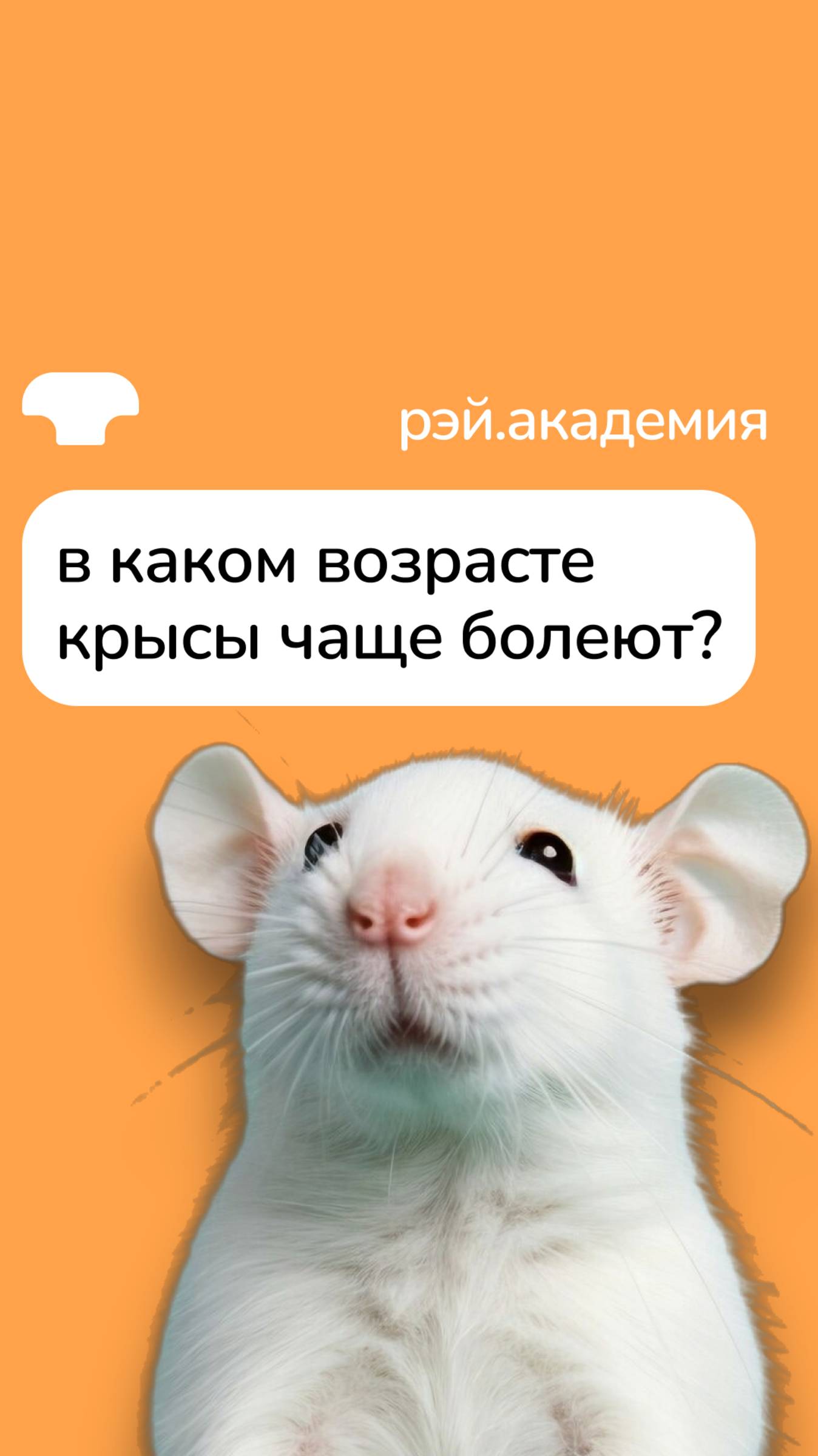 🐁 В Каком Возрасте Крысы Чаще Болеют? смотреть онлайн