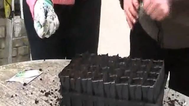 Leeks - Sowing in Root trainers смотреть онлайн