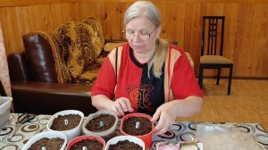 14 апреля 2025г.Астру выращиваю через рассаду. Посев.