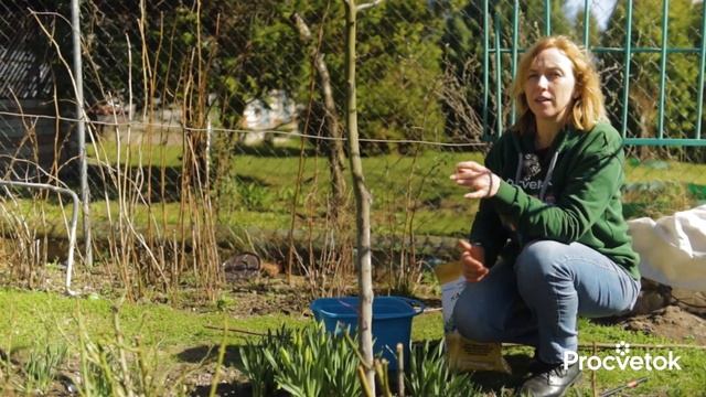 ЯБЛОНЯМ И ГРУШАМ ЭТО НУЖНО ВЕСНОЙ КАК ВОЗДУХ! Первая и самая важная подкормка плодовых деревьев смотреть онлайн