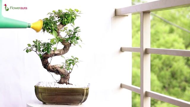 Best bonsai tree for indoors in India from FlowerAura смотреть онлайн