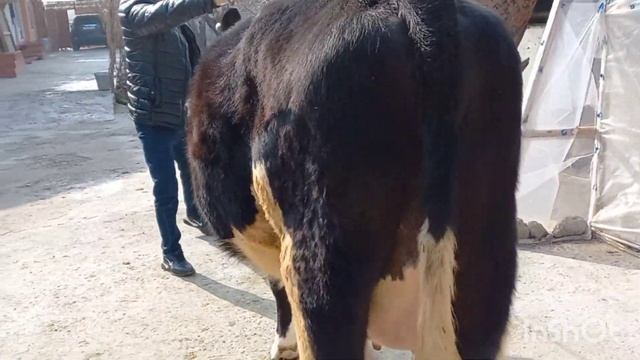 Гиножини Бугуз Таёр фермаги 928893294 Тел 👍🐄 смотреть онлайн