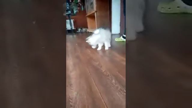 Хаски щенки на фотосессиюI8(916)702-11-08 Москва