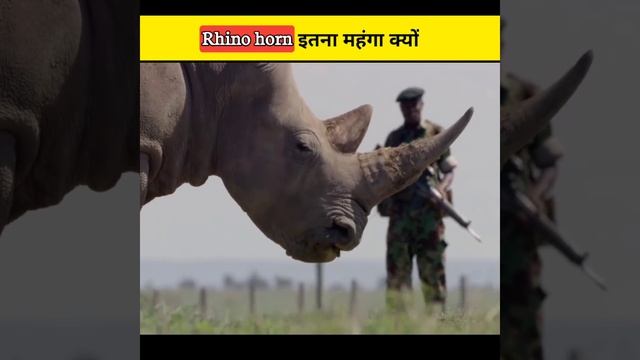 आखिर शिकारी 🤔🦏 गेंडे की सींग को क्यों काटते हे - aviswasniya world #shorts смотреть онлайн