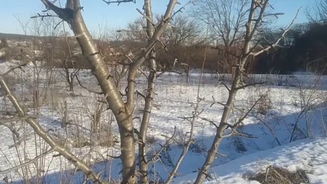 Зимняя обрезка. Это очень важно. смотреть онлайн