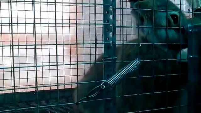 Поилки ниппельные для кроликов смотреть онлайн