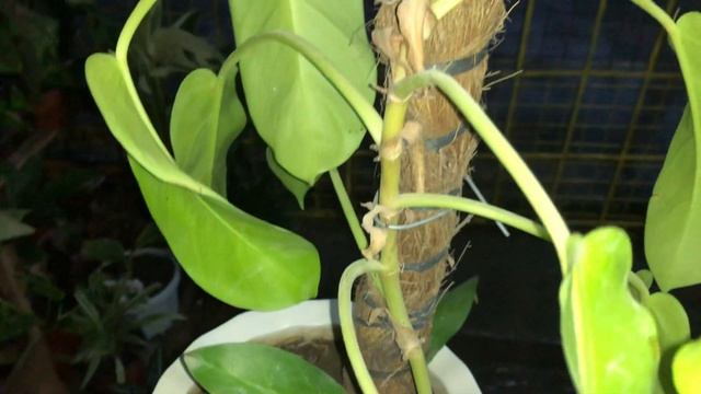 PHILODENDRON LEMON LIME смотреть онлайн