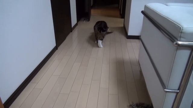 Maru puts a paper bag on his head.- смотреть онлайн