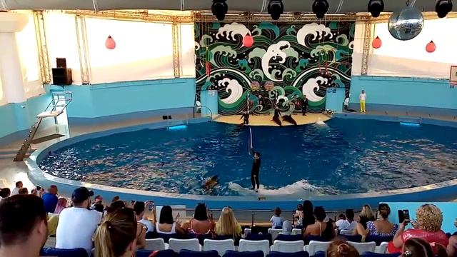 Шоу дельфинов 2. Сочи.Dolphin Show 2.Sochi. смотреть онлайн