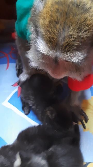 Мои котята смотреть онлайн