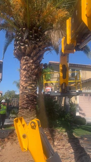 Turning this old, dirty, overgrown mess into a gorgeous Canary Island, deep Palm before your eyes. смотреть онлайн