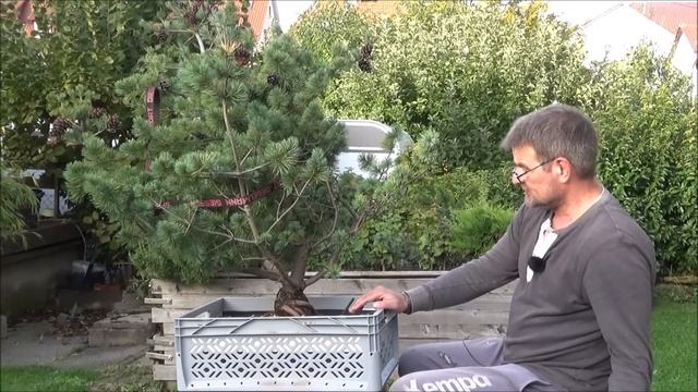 Bonsai 2022-59 - Mädchenkiefer - Pinus parviflora - das Spiel mit dem Monster beginnt! смотреть онлайн